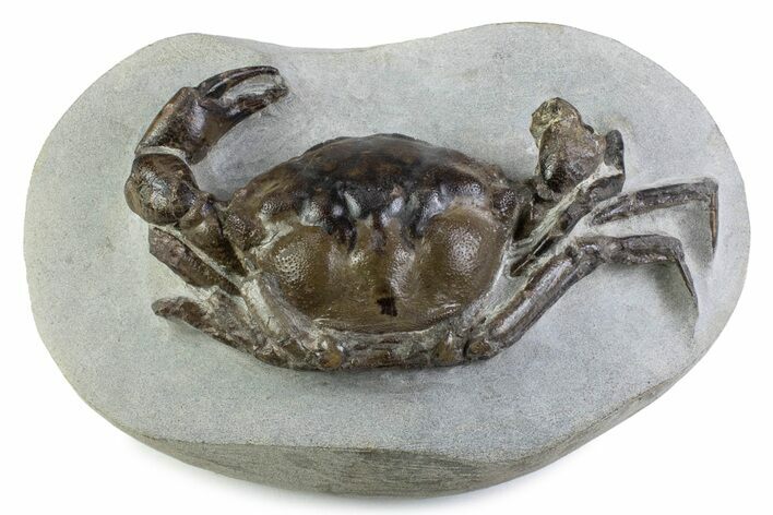 Very Nice Eocene Fossil Crab (Pulalius) - Washington State #375373